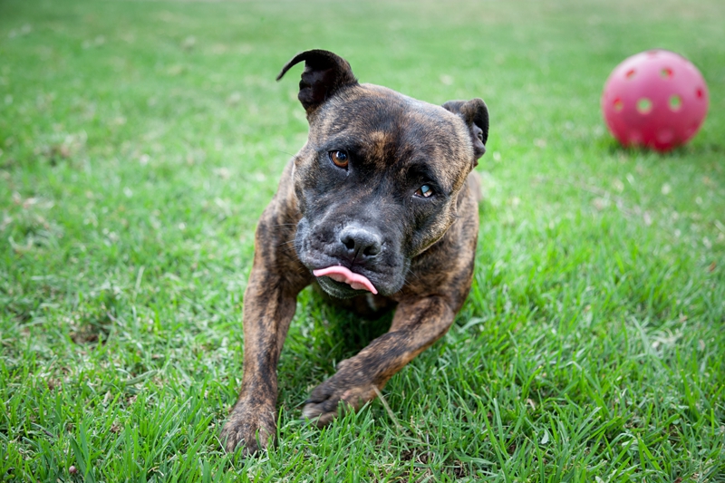 Staffy sticking out it's tongue.