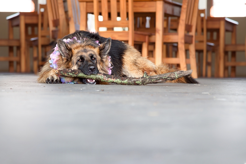 Alsatian dog lying down, with a stick in it's mouth during Hippie Fest,at the Forest Venue.