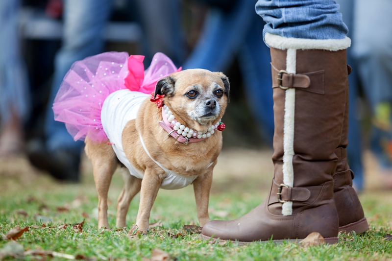 Small doggie dressed in a pink tutu, with white pearls during Hippie Fest, at the Forest Venue.