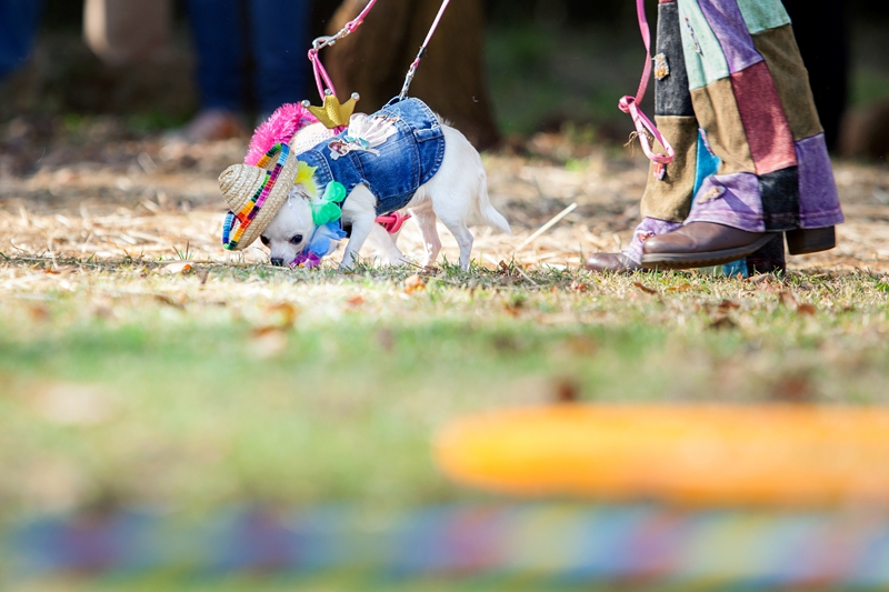Small white Chihuahua, wearing a sombrero hat during Hippie Fest, at the Forest Venue.