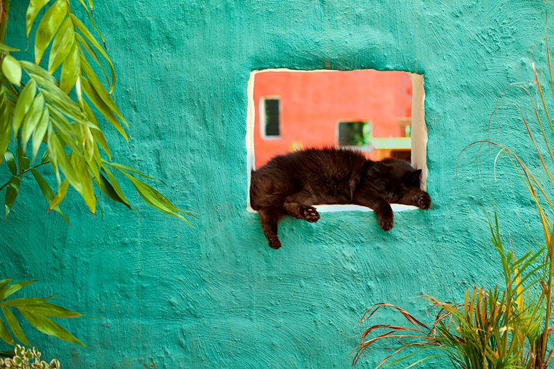 Black cat sleeping in hole in a turquoise wall, at Klitsgras Drumming valentines picnic.