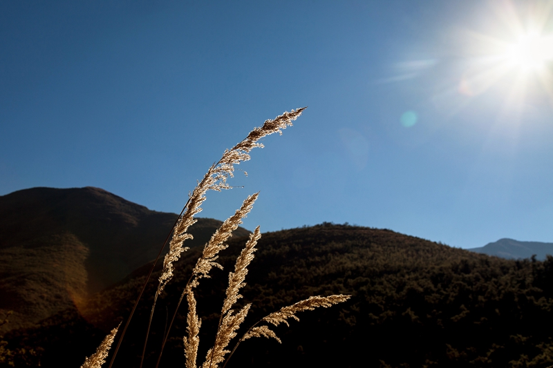 Fluffy reeds backlit by rising sun.