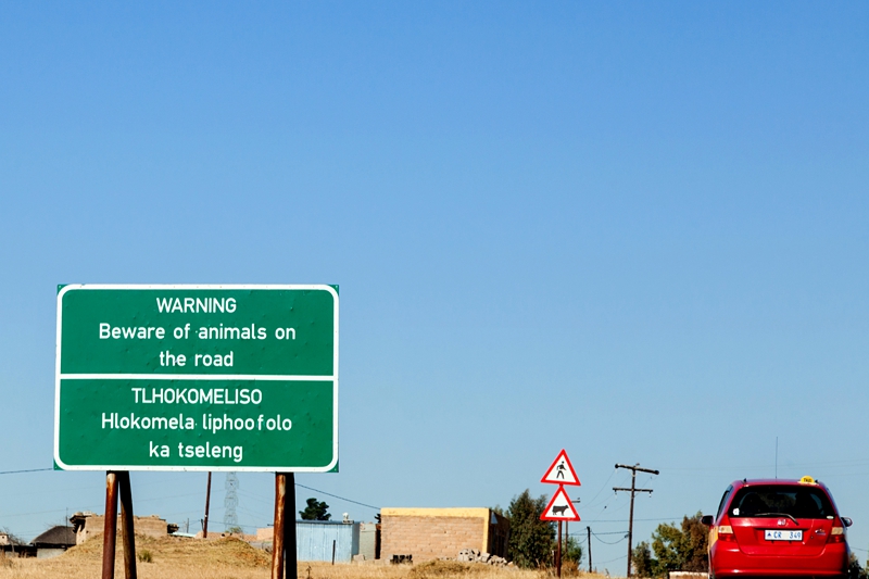 Road sign," Warning beware of animals on the road," in Lesotho.
