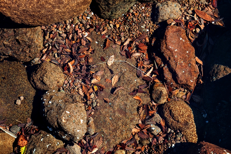 Red brown and orange autumn leaves on the bottom of a river in the Maluti Mountains in Lesotho.