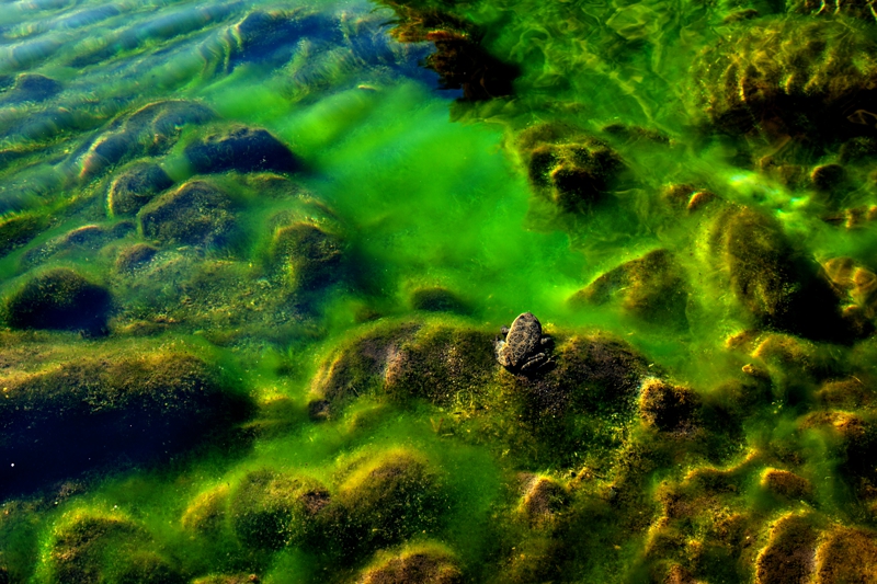 Frog sitting on a rock covered with green moss.