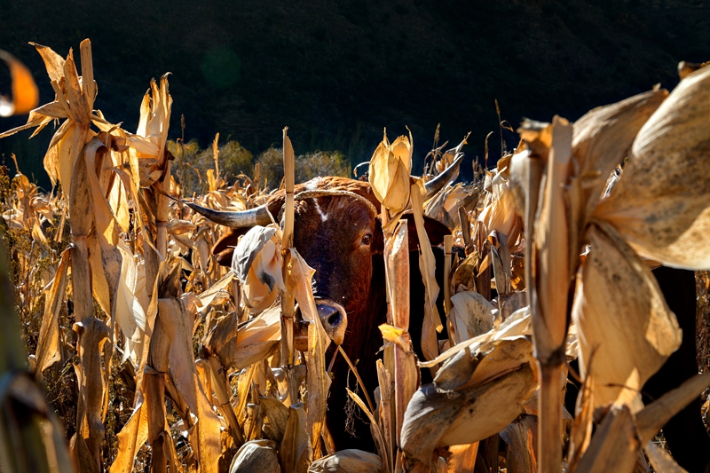 Cow in mielie field in Lesotho.