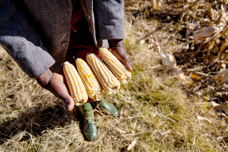 Lesotho subsistence farmer holding his mielies.