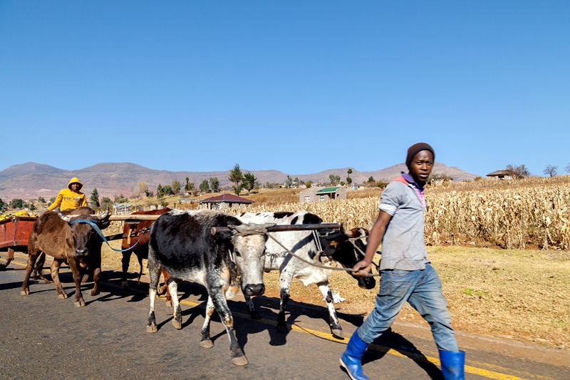Man leading cow drawn cart on a road in Lesotho.