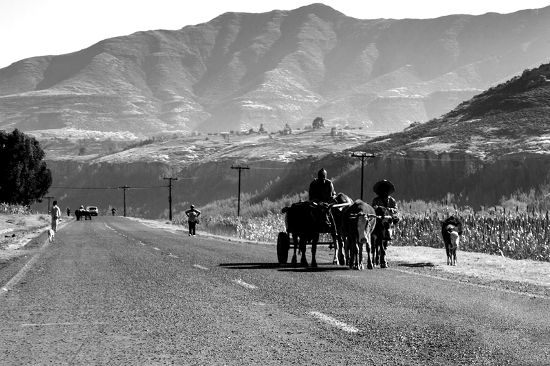 Cow drawn cart on road in Lesotho.