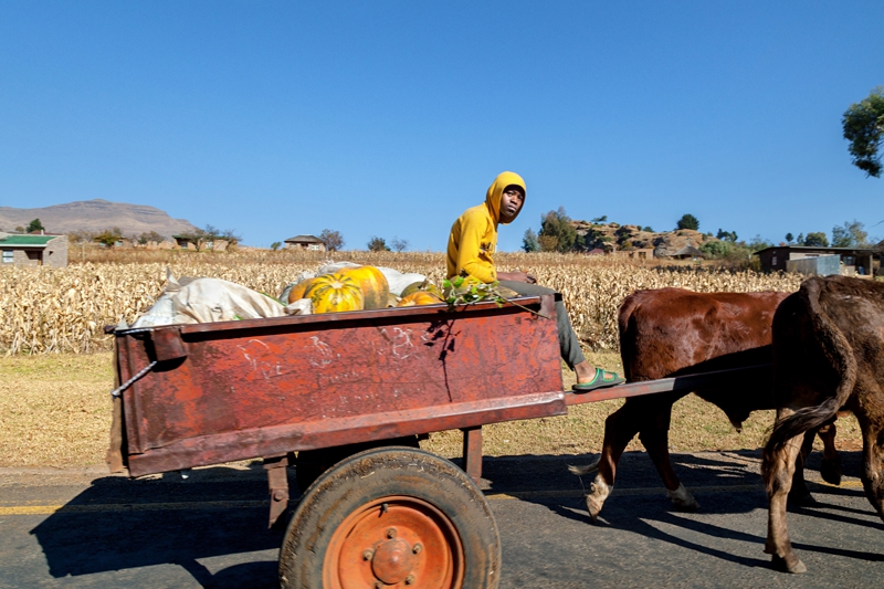 Man wearing yellow jacket riding on a cow drawn cart carrying pumpkins in Lesotho.