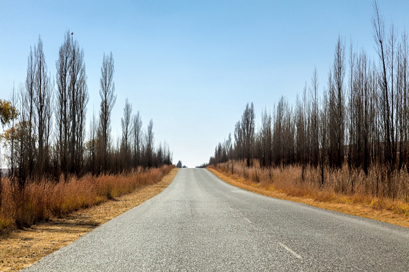 Tar road with row of dead trees in Lesotho.