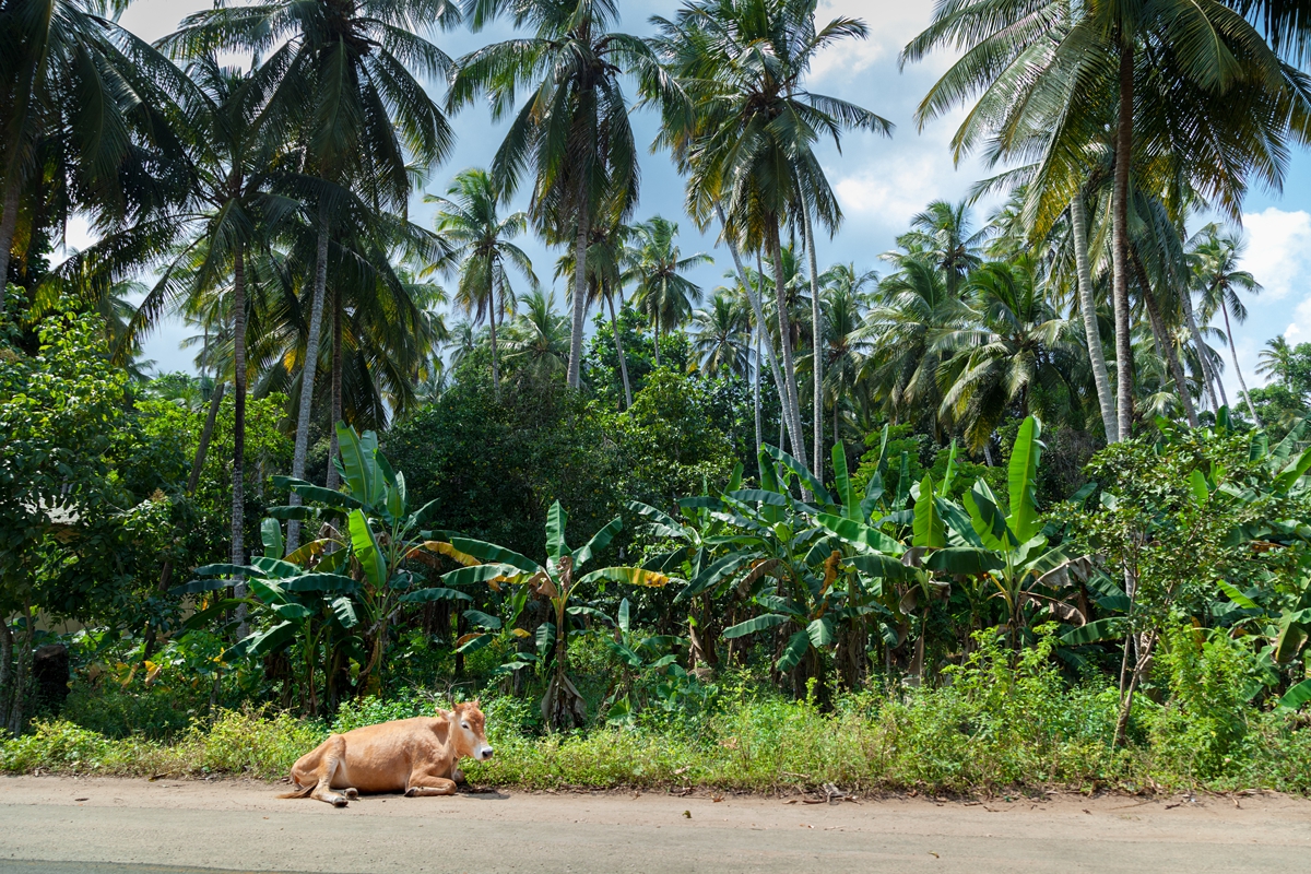 Cow next to the road with island scenery, Zanzibar.
