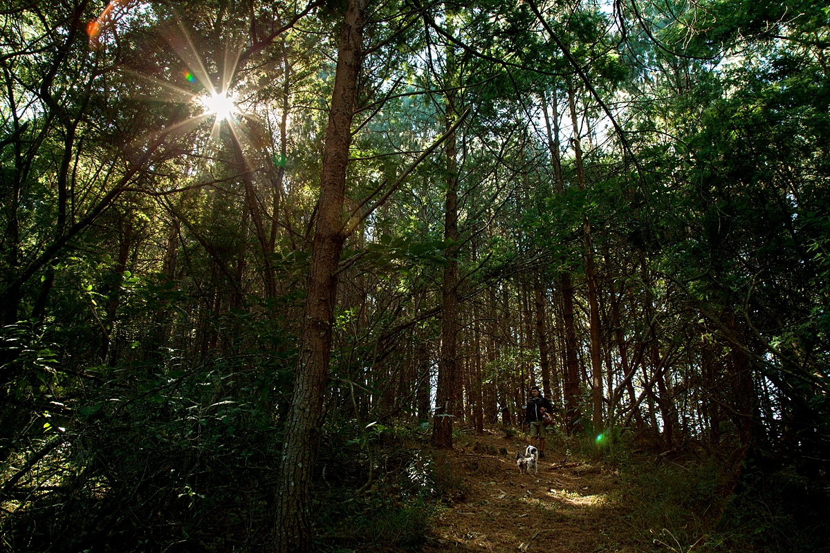 Forest in Magoebaskloof