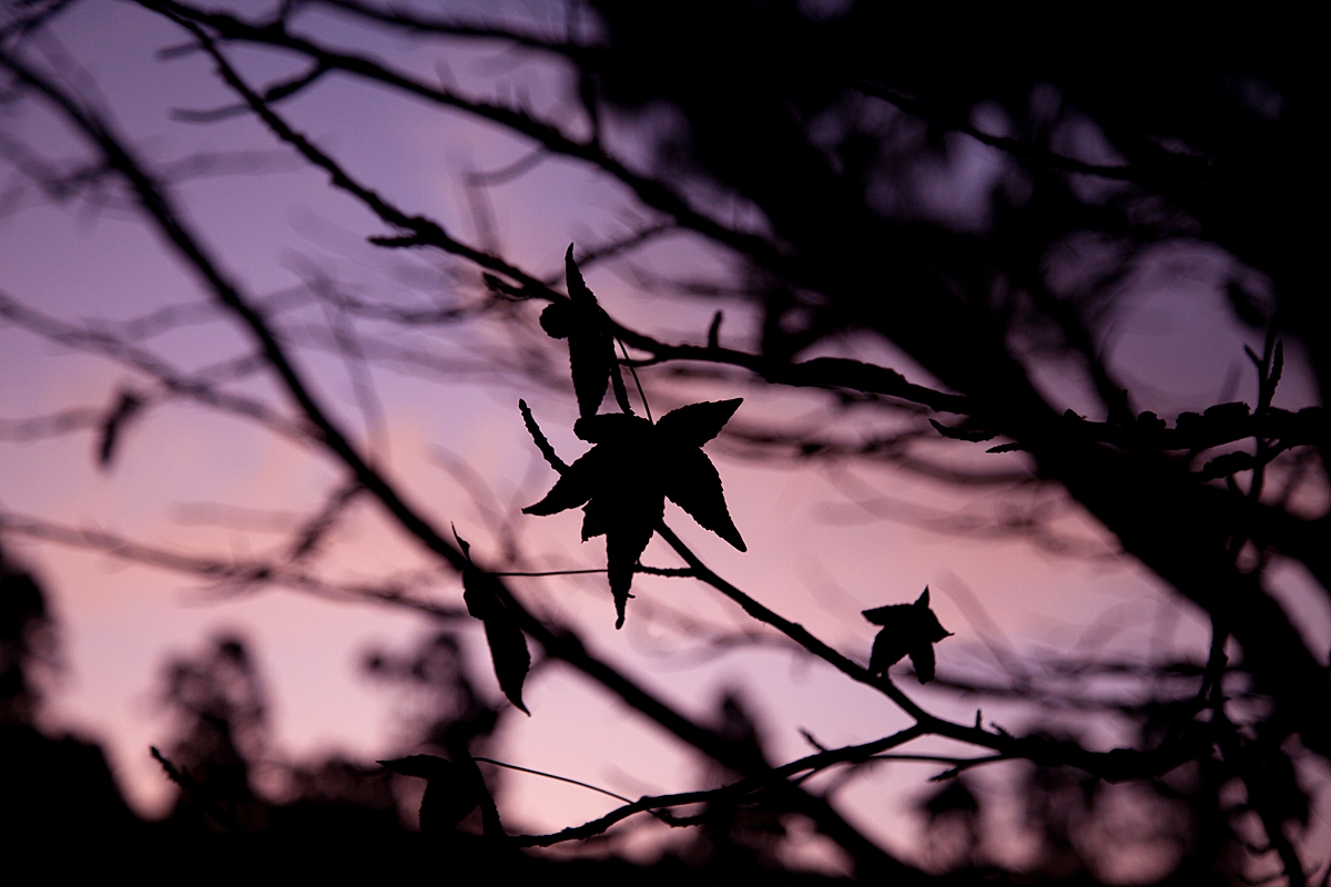 Maple leaf silhouette at purple dusk