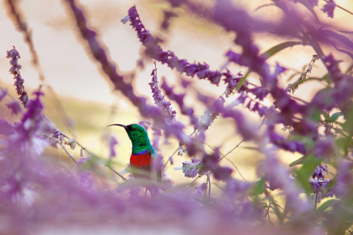 Southern double collared sunbird